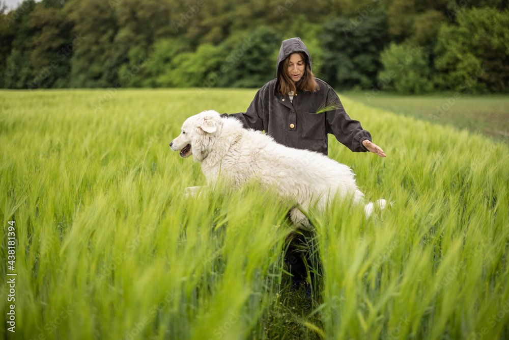 带着白色大牧羊犬在绿色黑麦地上行走的女人。农业和乡村生活。