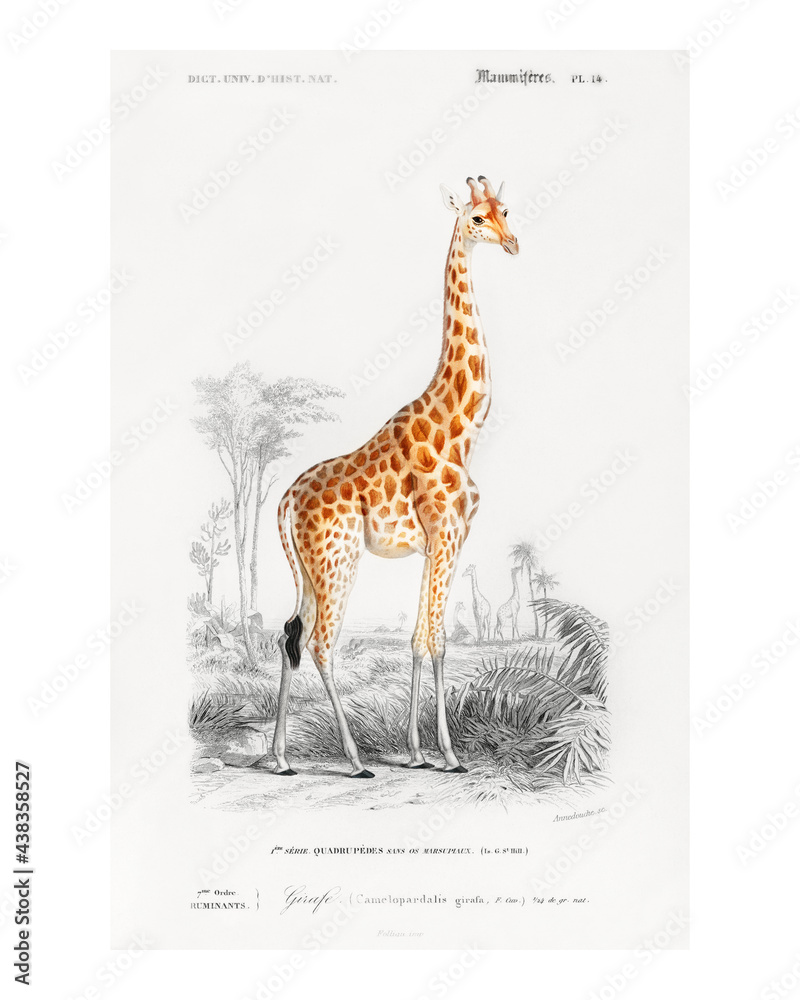 Standing giraffe vintage illustration wall art print and poster design remix from original artwork.