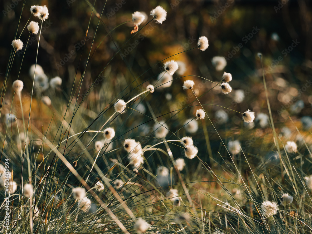 生长在瑞典沼泽中的棉花草