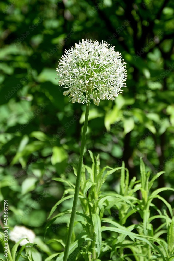 一种装饰性的白洋葱花，背景是深绿色植物。