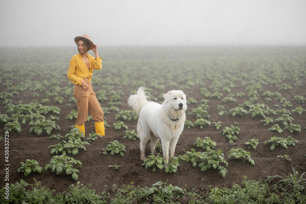 穿着黄色橡胶靴的女人牵着牧羊犬在年轻的土豆地上行走。生态农场的概念。