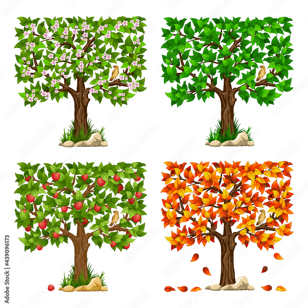 一套带鸟的果树。春天、夏天、秋天的树，果实成熟。矢量插图