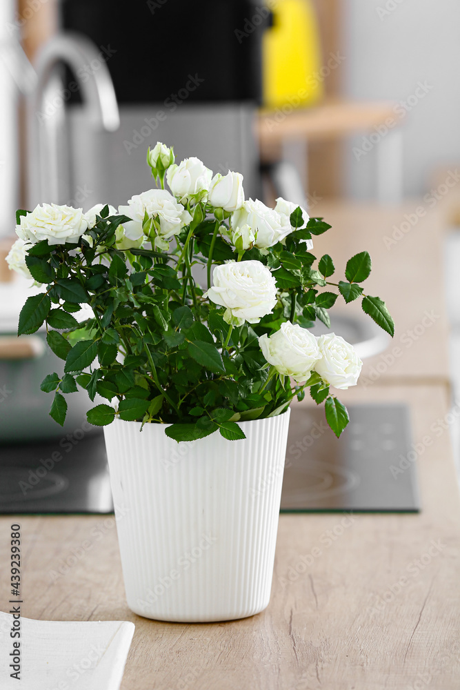 厨房柜台上的花盆里有美丽的白玫瑰