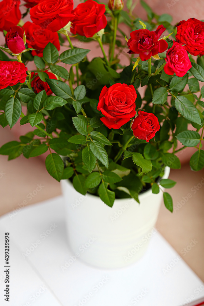 美丽的红玫瑰在书上的花盆里，特写