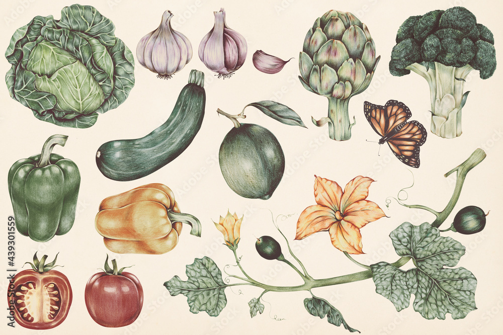 手绘蔬菜套装插图