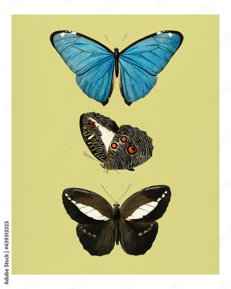 Different types of butterflies vintage illustration wall art print and poster.