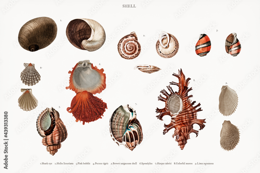 Different types of mollusks illustrated by Charles Dessalines D' Orbigny (1806-1876). Digitally 