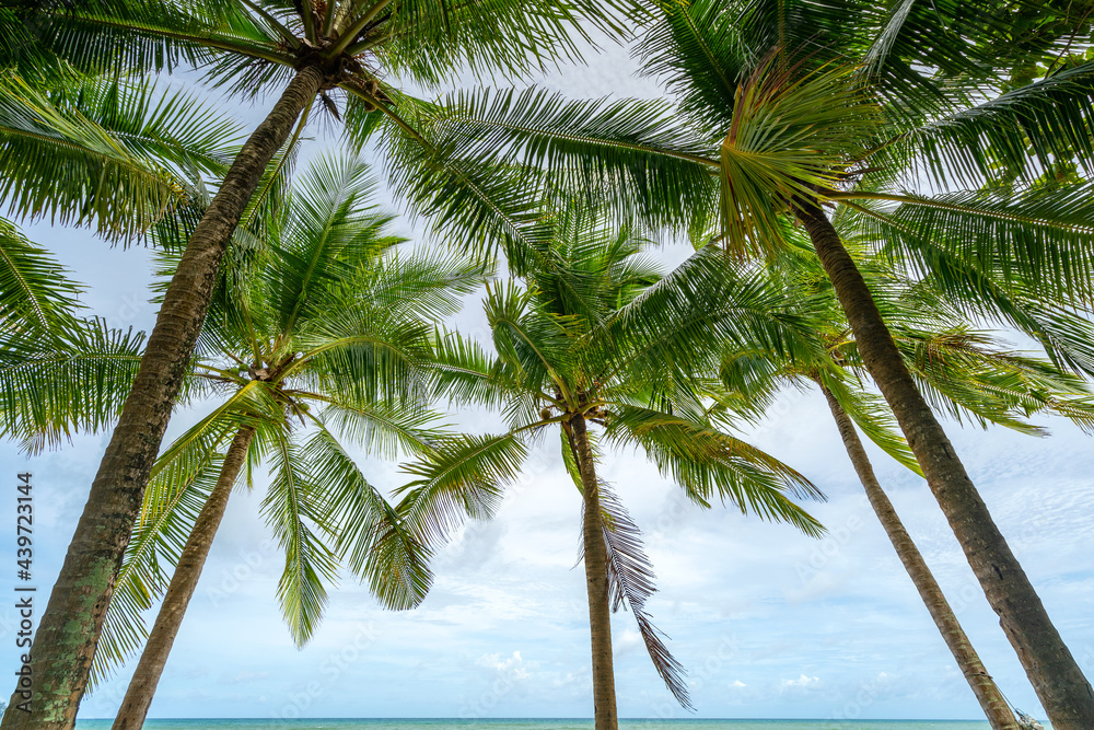 夏季背景令人惊叹的椰子树美丽的自然热带背景美丽