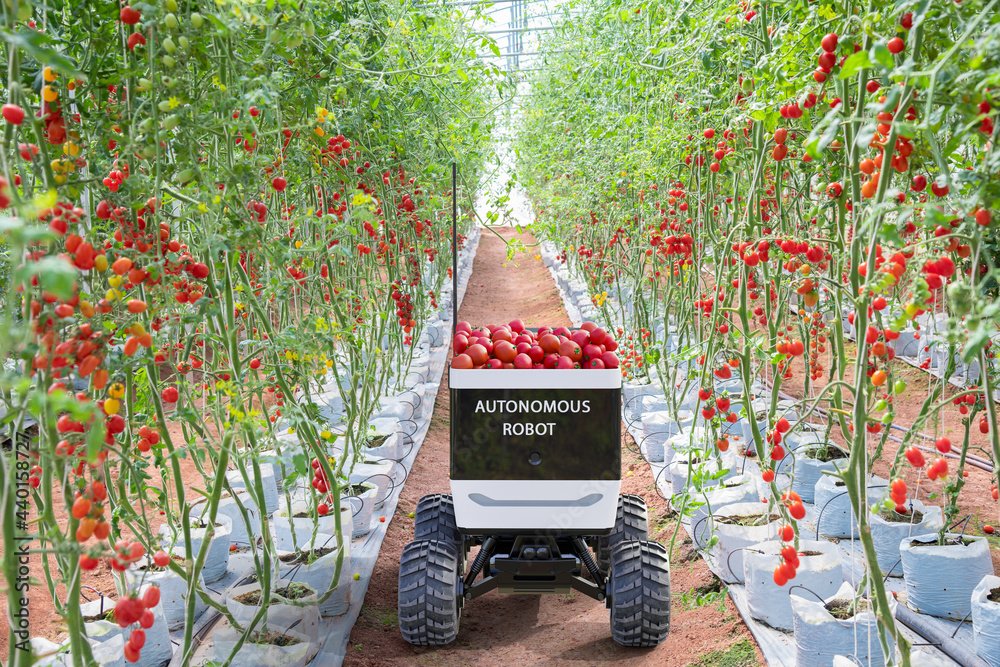 自动迷你卡车机器人在农业花园收割西红柿，未来的sma技术