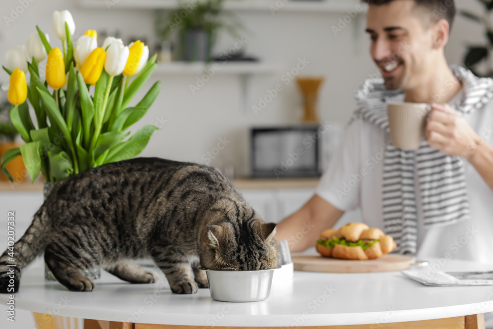 可爱的猫在餐桌上吃碗里的食物