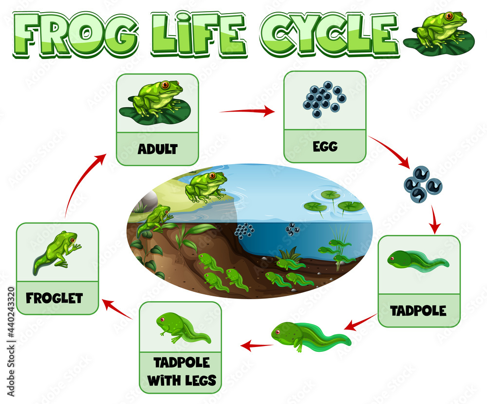 青蛙生命周期图