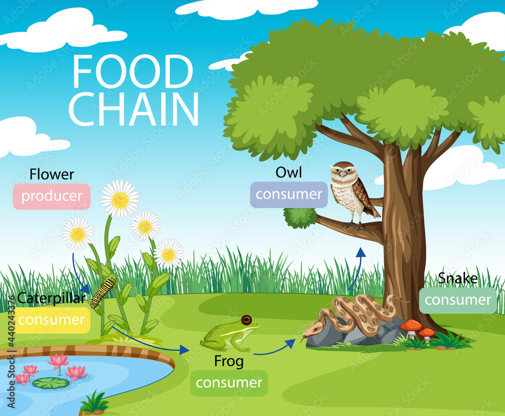 森林背景下的食物链图概念