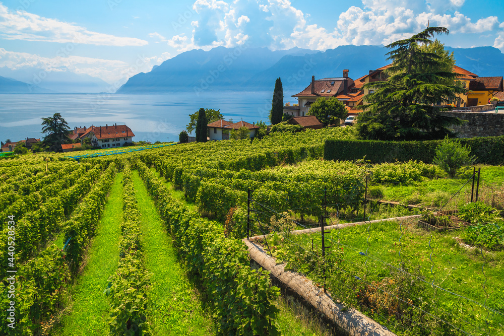 瑞士拉沃地区风景如画的葡萄园和日内瓦湖