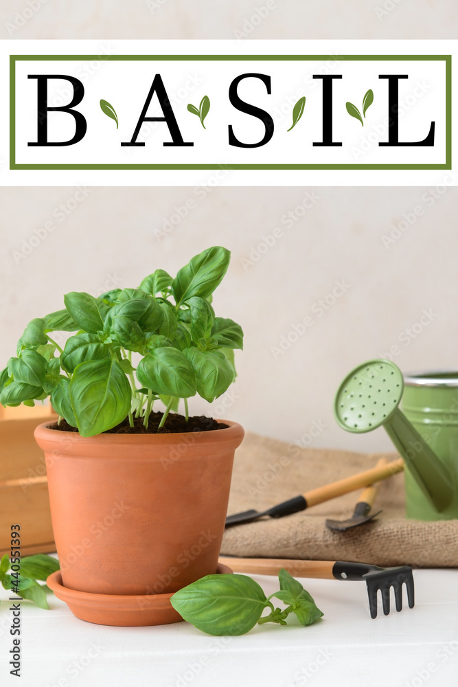 Pot with growing basil plant and gardening tools on light background