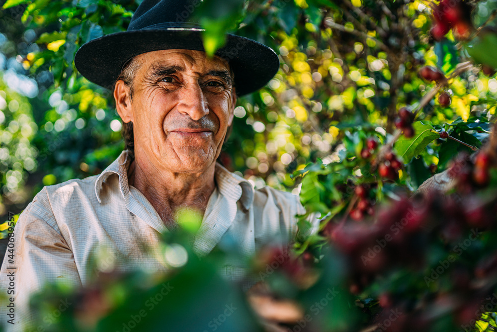拉丁人在阳光明媚的日子里采摘咖啡豆。咖啡农正在收割咖啡浆果。巴西