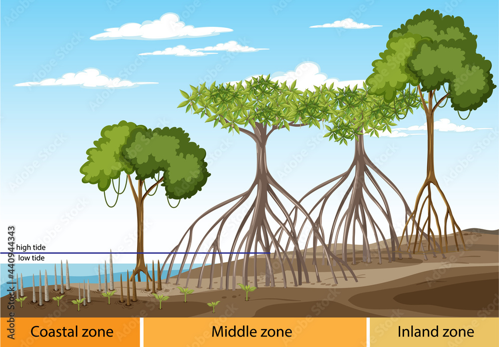 Structure of mangrove forest with three zones diagram