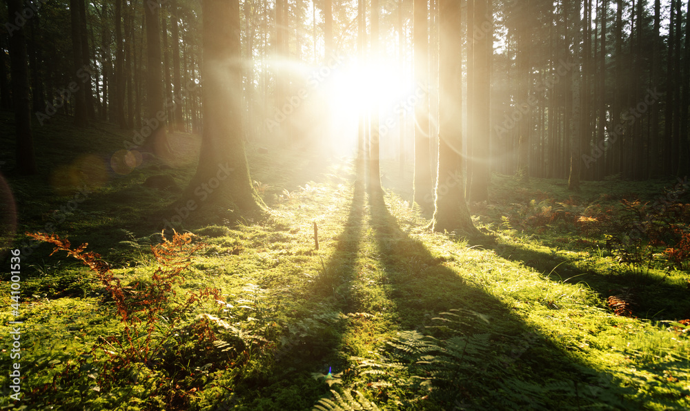 清晨长满青苔的森林里有美丽的阳光和光束。