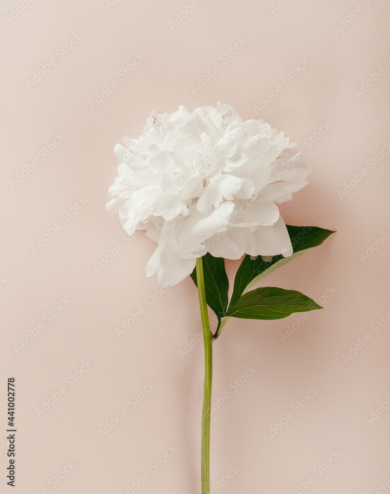 柔和的粉红色背景上美丽的白色牡丹花。白色花朵的浪漫背景。平坦