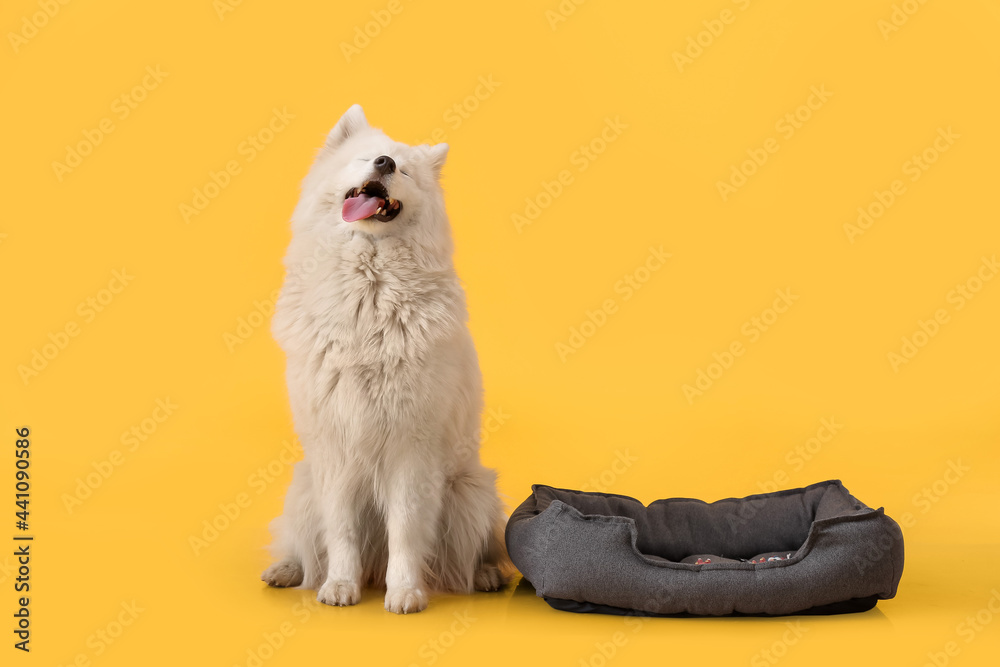 可爱的萨摩耶犬和彩色背景宠物床