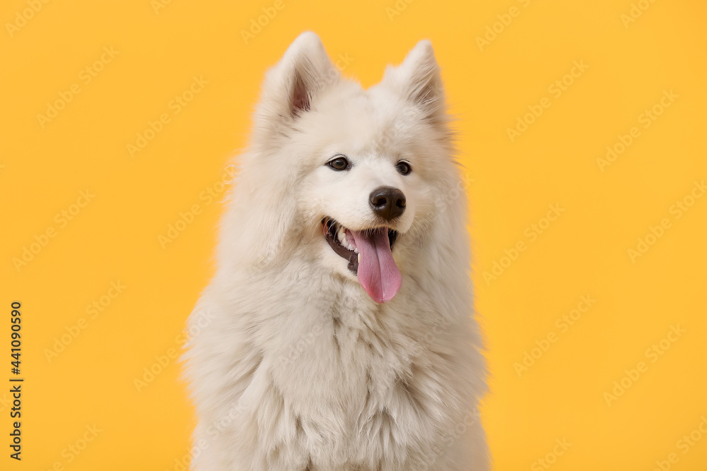 彩色背景的可爱萨摩耶犬