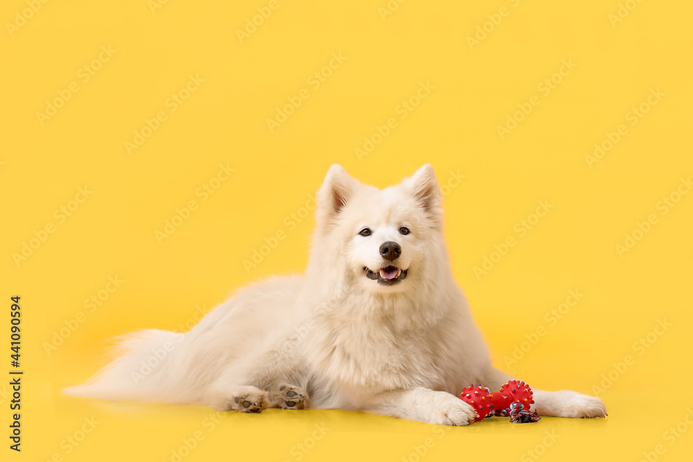 可爱的萨摩耶狗，彩色背景上有玩具