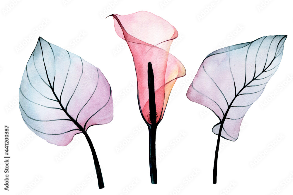 水彩画。一套透明的热带花卉和树叶。粉红色的马蹄莲花卉和树叶
