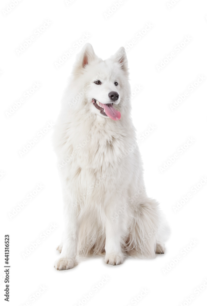 白色背景的可爱萨摩耶犬