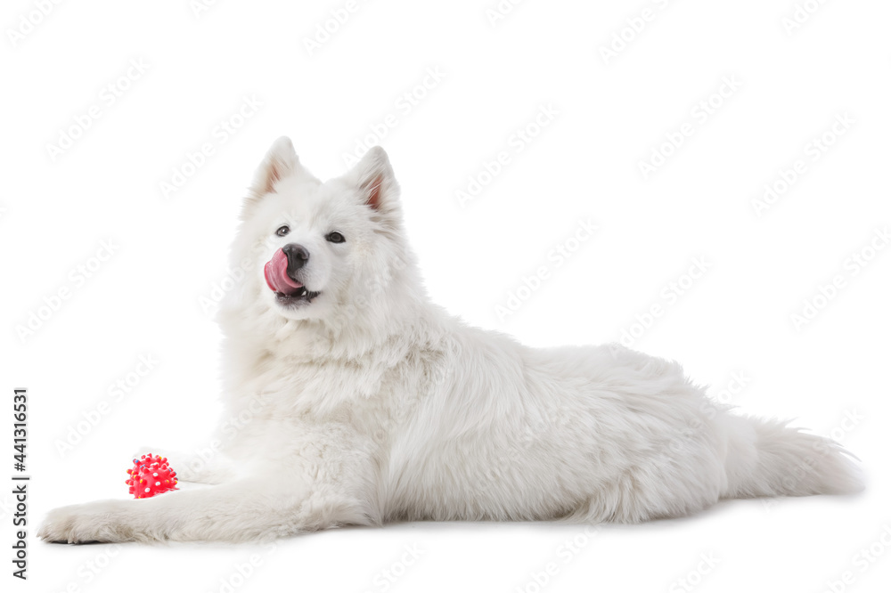 白色背景玩具可爱的萨摩耶犬