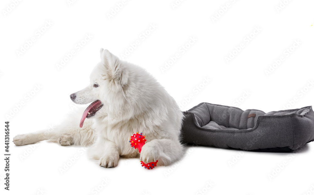 可爱的萨摩耶犬，白色背景上有玩具和宠物床