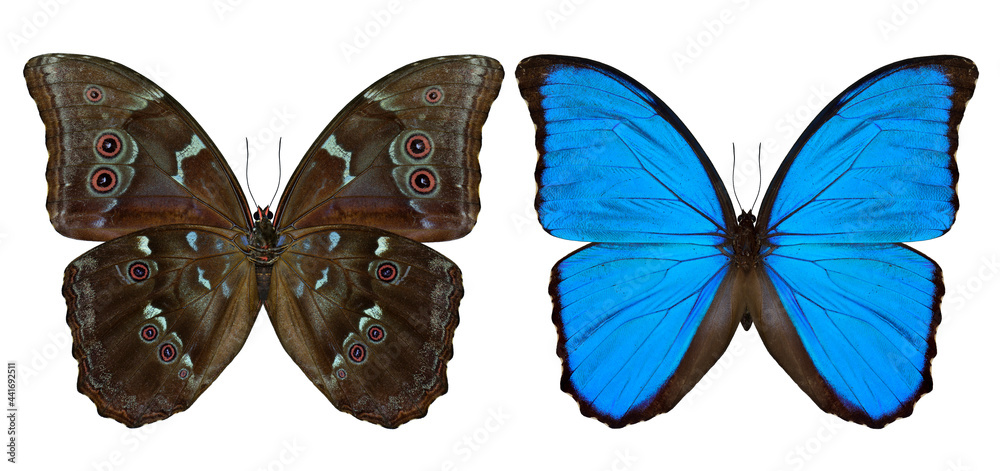 一套蓝色形态蝶（消除歧义）或日落形态蝶，包括na中的上下翅膀部分
