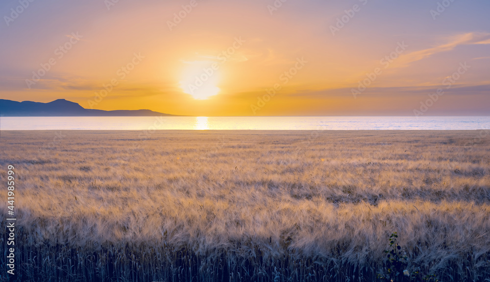 海边的大麦田，塞浦路斯波利斯的日落景观，色彩鲜艳