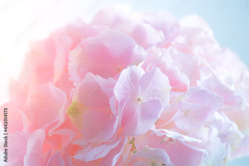 绣球花粉色花朵特写。美丽的柔和颜色Hortensia艺术设计。美丽的粉色绣球花