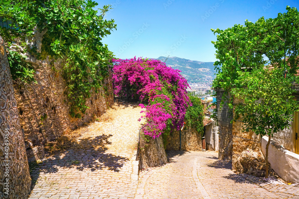 鹅卵石铺就的街道和长满绿色灌木和明亮的古老墙壁的美丽浪漫形象