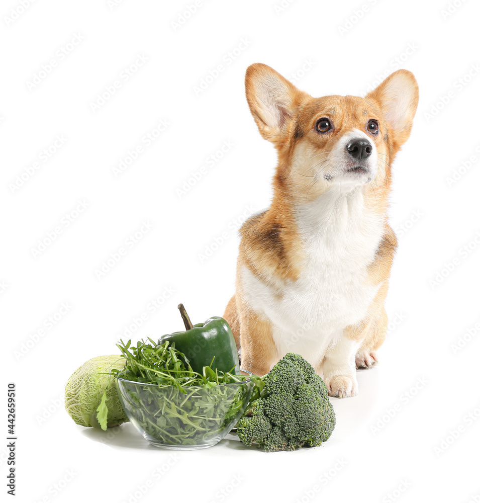 可爱的柯基犬，白底蔬菜