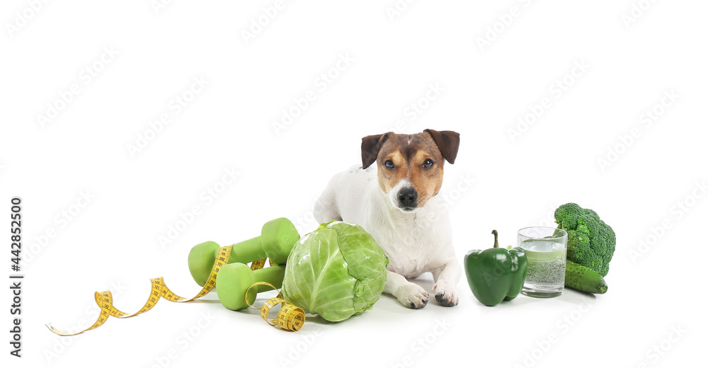 可爱的狗，白色背景上有蔬菜、哑铃和卷尺