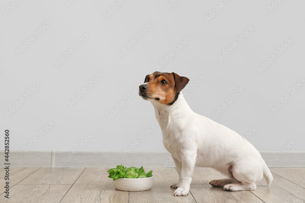 光墙附近的地板上有可爱的狗和碗，里面有新鲜的蔬菜