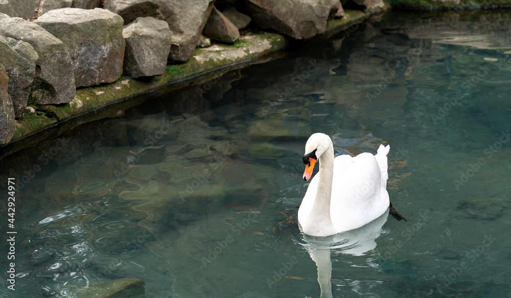 美丽的白天鹅漂浮在岩石海岸的绿松石湖中。你的d的自然背景