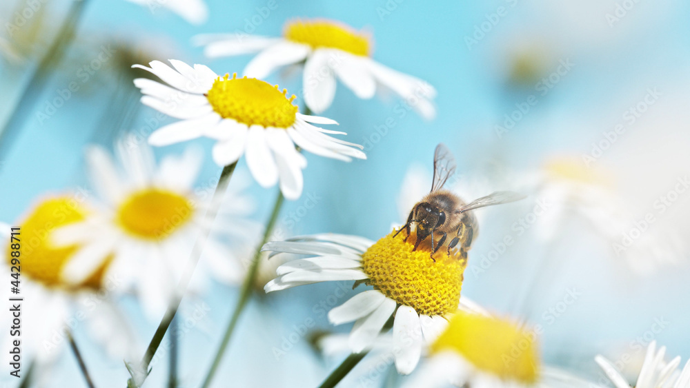 蜜蜂采集雏菊花粉的宏观照片。