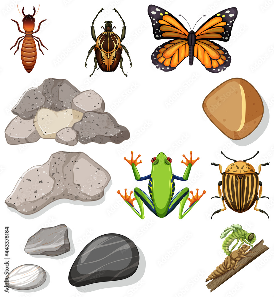 具有自然元素的不同类型昆虫