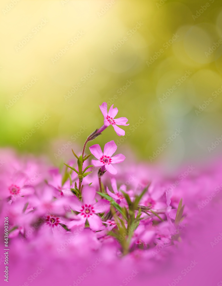 粉红色的花朵在广阔的花丛中脱颖而出。浅绿色背景，带boke