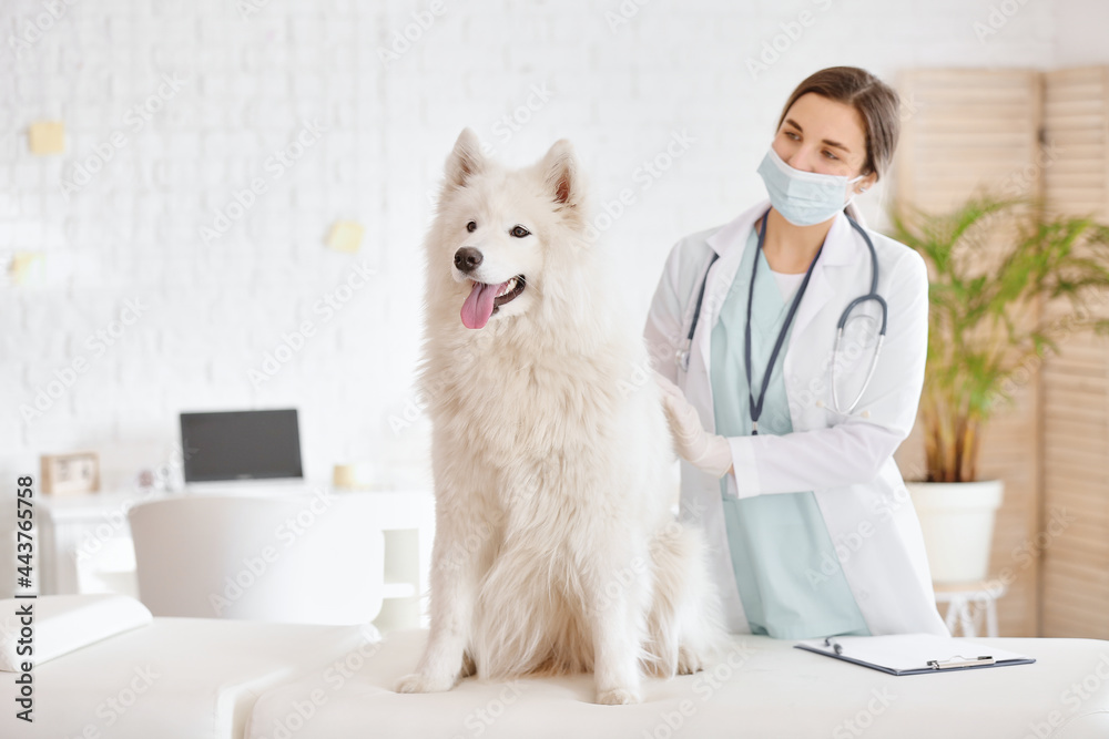 兽医在诊所检查萨摩耶犬