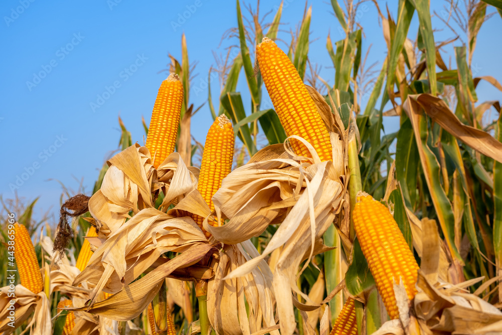 黄熟玉米秸秆白天在农业耕地收割