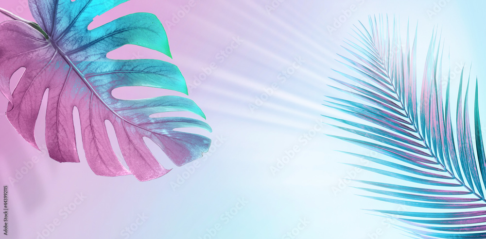 热带树叶采用明亮的创意粉色和蓝色。极简主义背景概念艺术。
