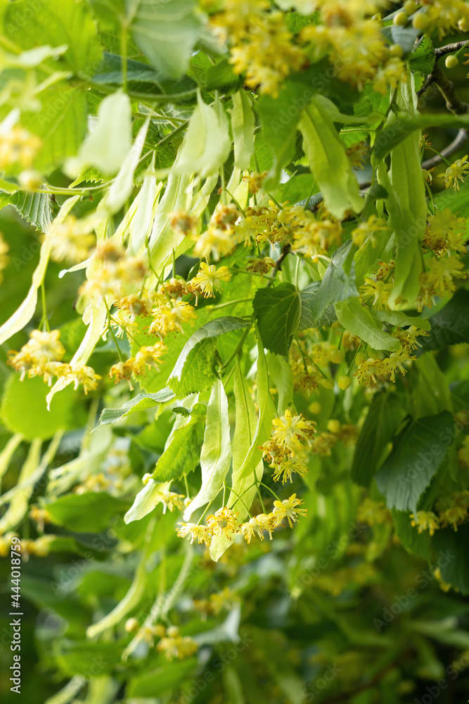 小叶椴树（Tilia Cordata）的开花。黄色花朵覆盖的树枝用途