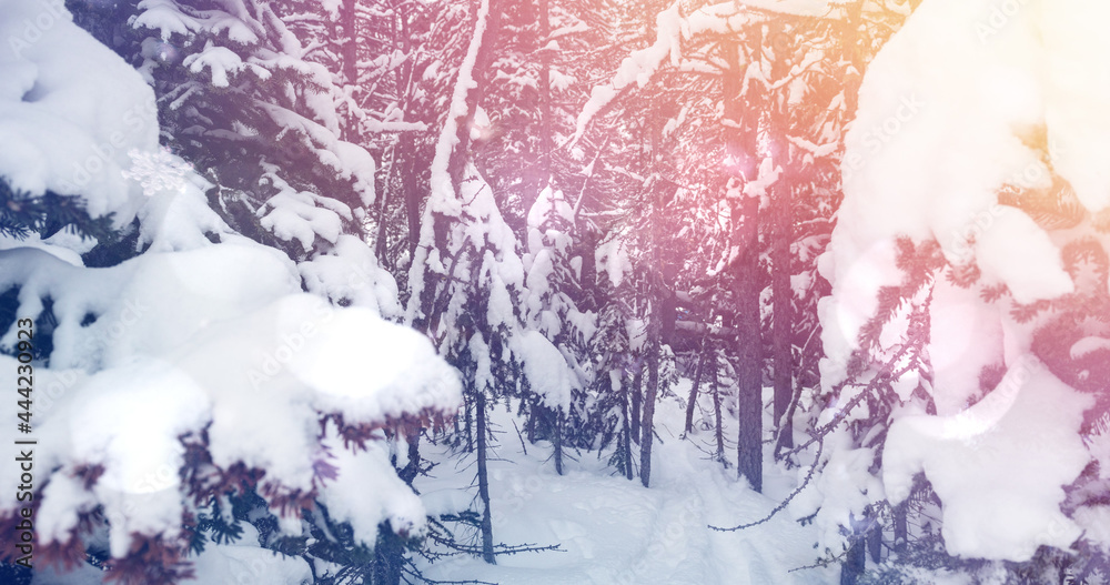 被雪覆盖的森林冷杉树上有亮点的冬季风景景观图像