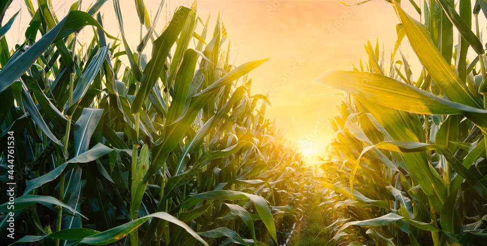 日落阳光下农田里的玉米或玉米