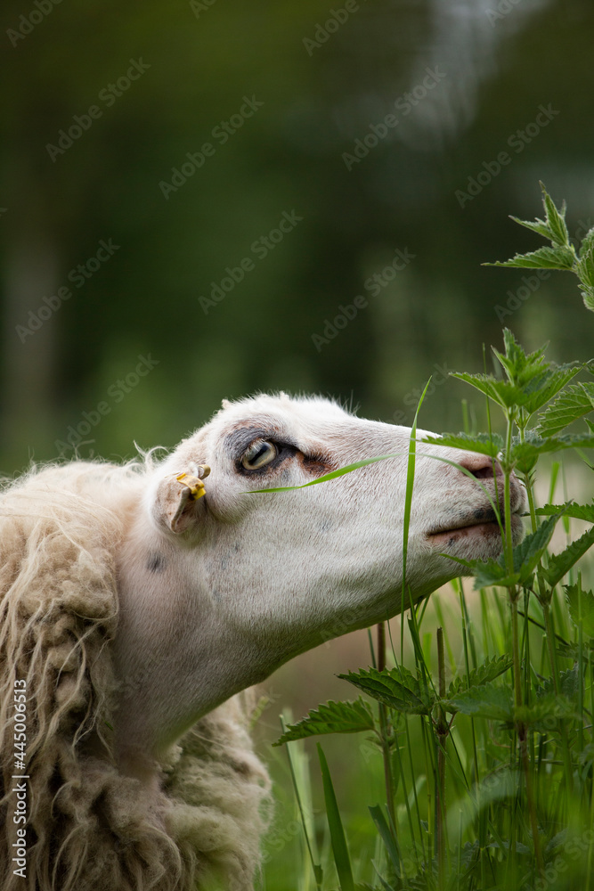 一只正在进食的白色绵羊的特写镜头