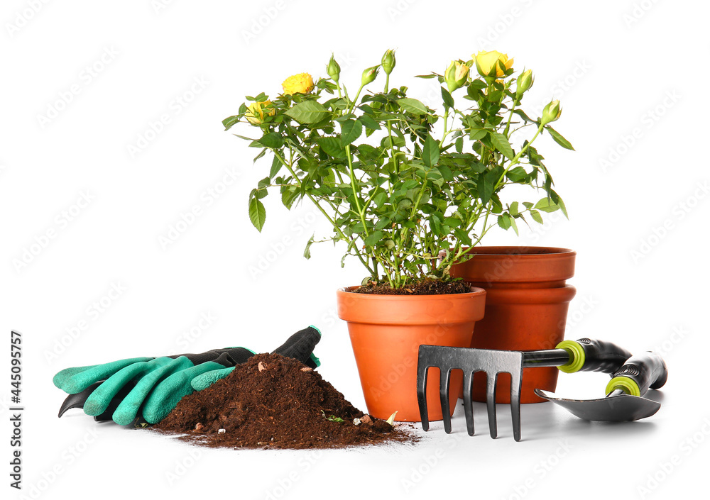 Rose plant and gardening supplies on white background