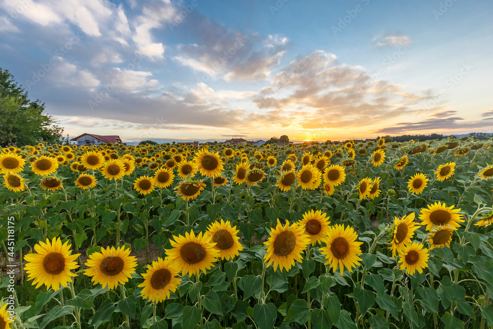 Detail of a sunflower field during sunset, no people are visible.