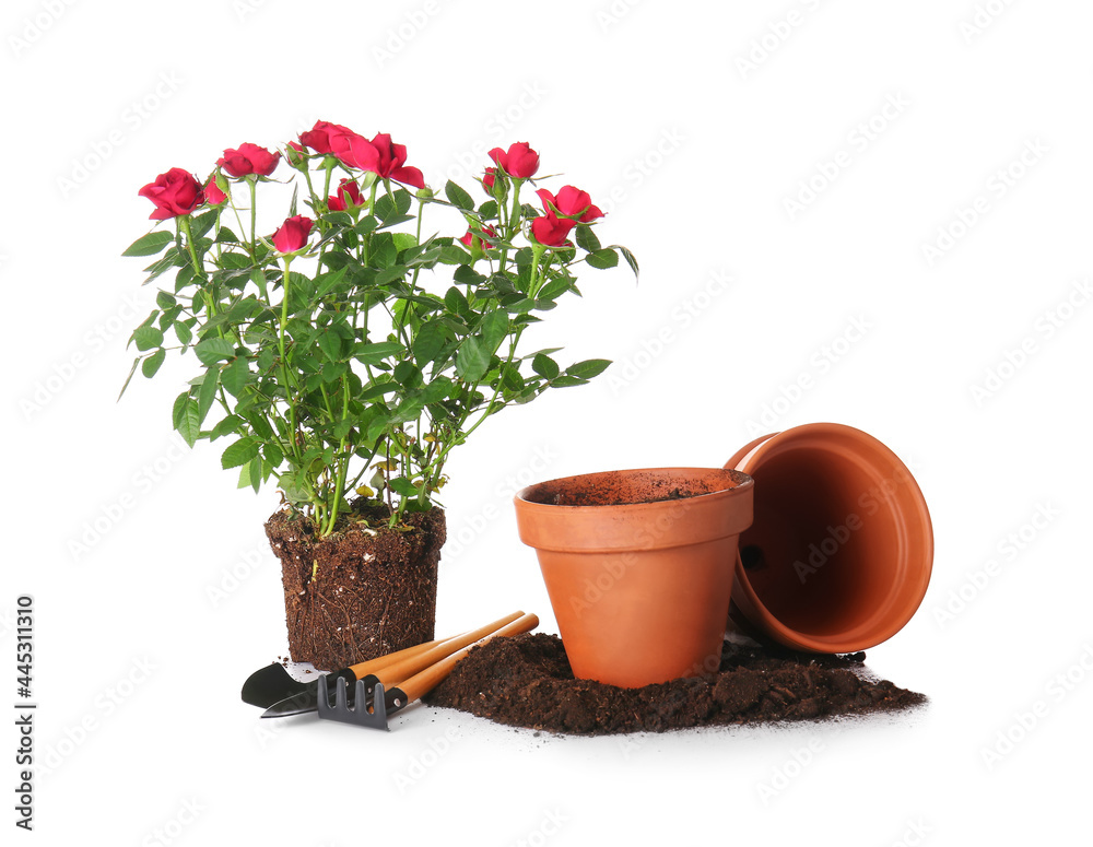 白色背景的玫瑰植物和园艺用品